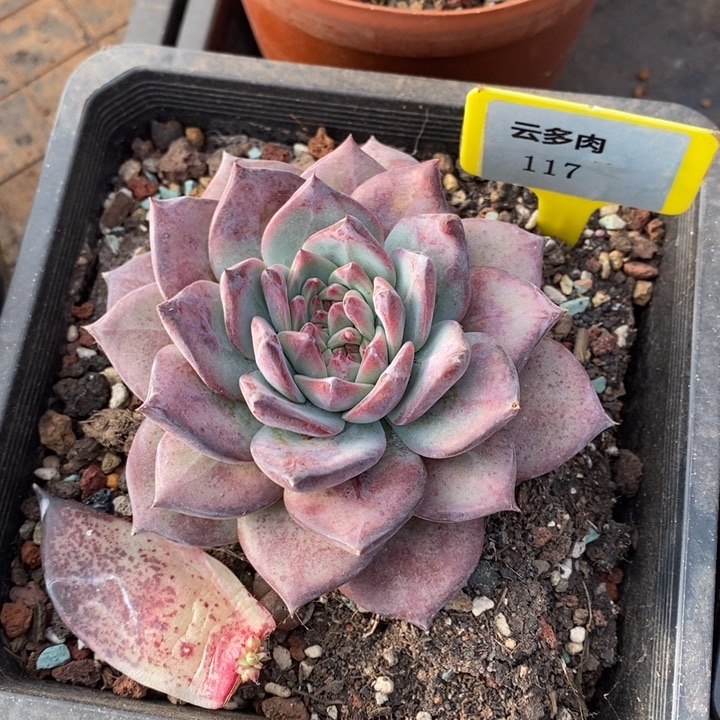 D117- 直播福利 卡系