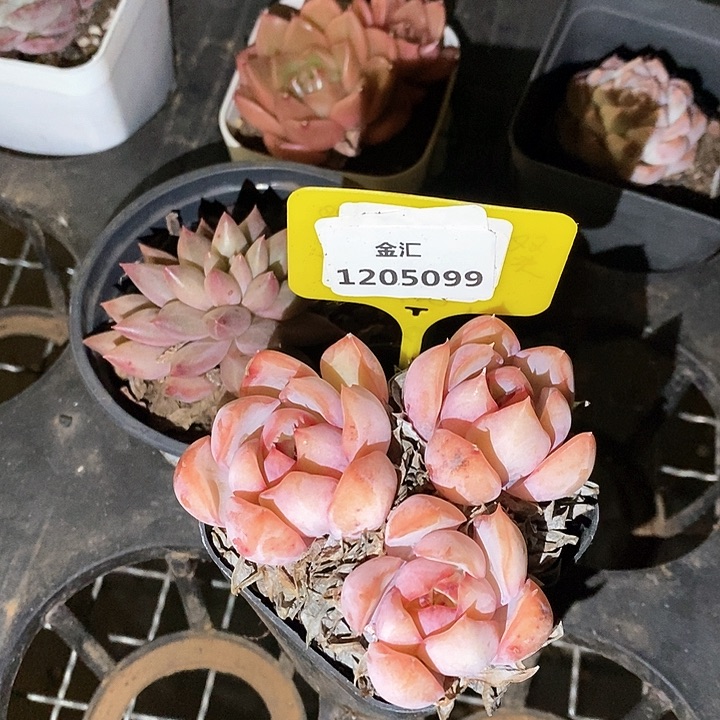 福利多多。1205099