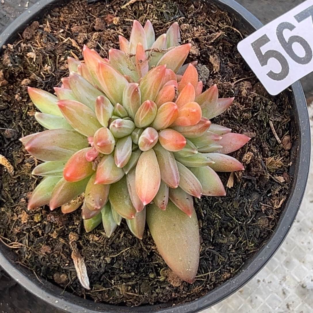 袁*多肉植物567美人杂