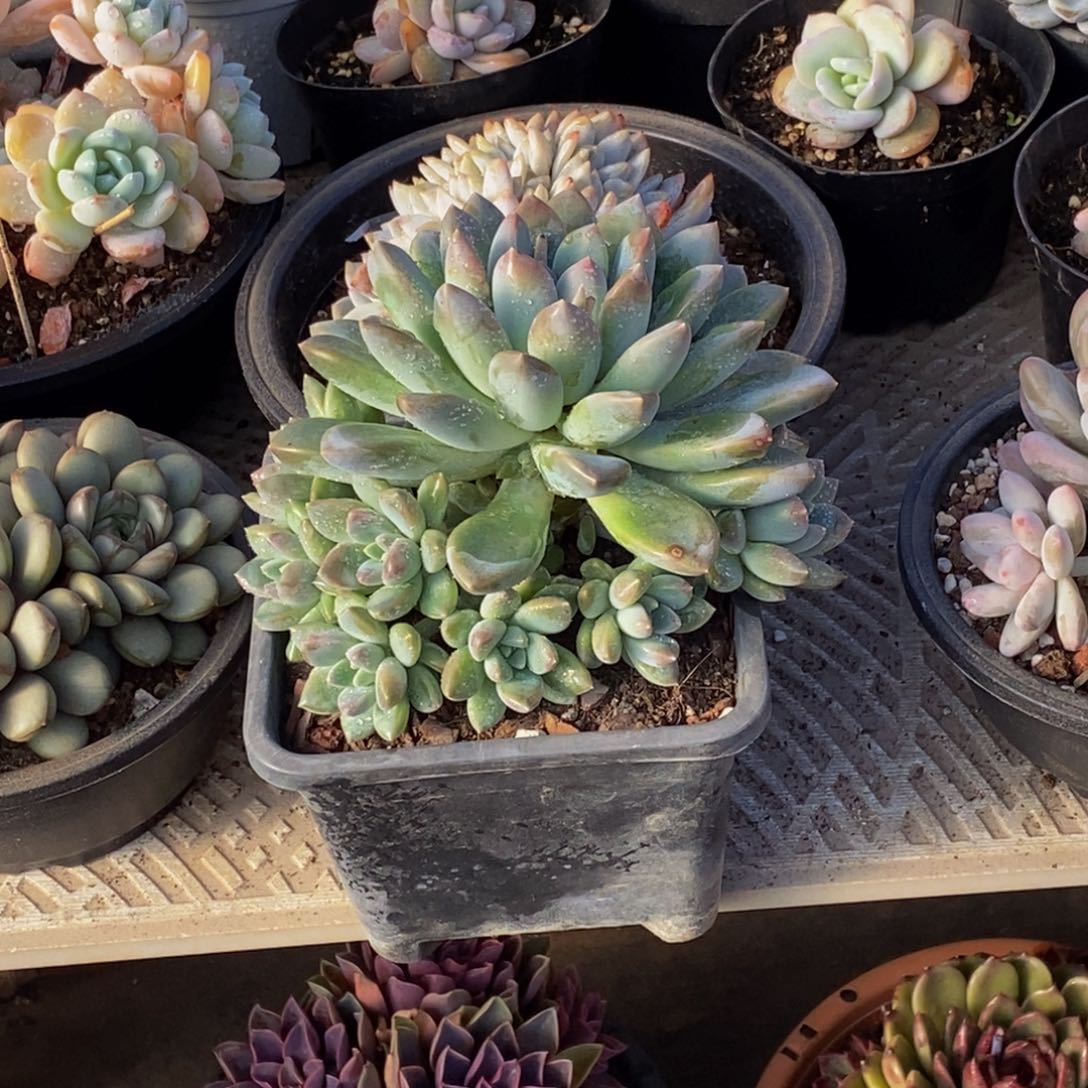 ?***?48包邮一物一拍多肉