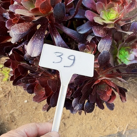 多肉植物欧子法师