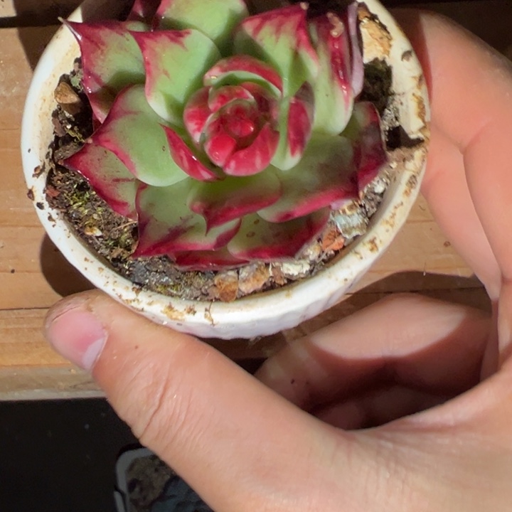 惊鸿仙子多肉植物