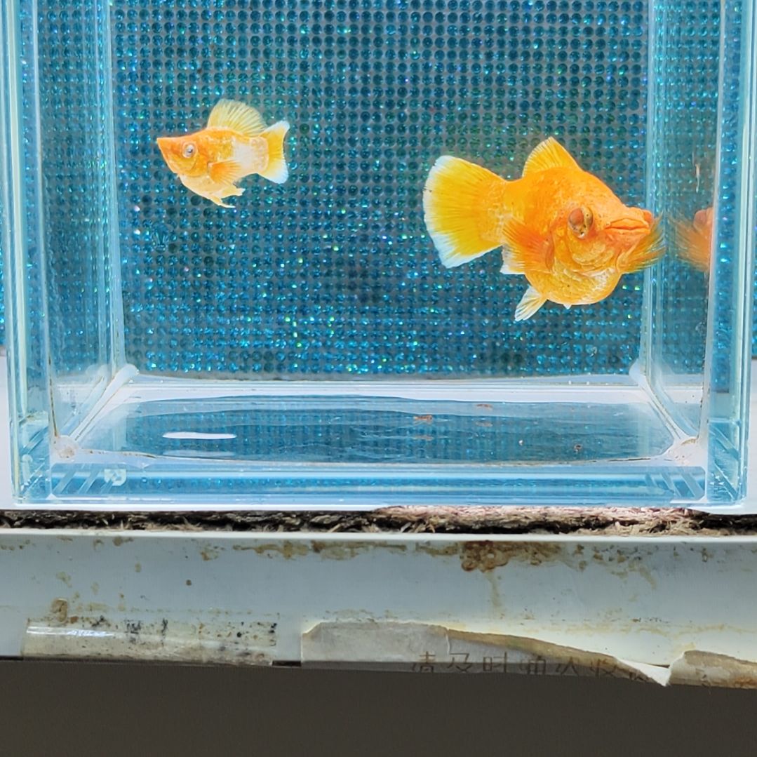 孔雀鱼金钻黄金玛丽球