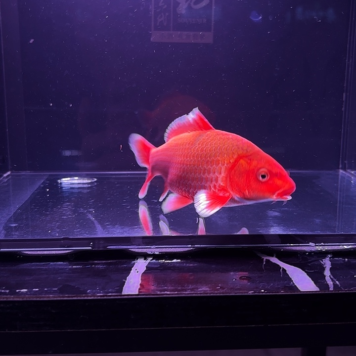 蝴蝶鲤鱼26号蝴蝶鲤
