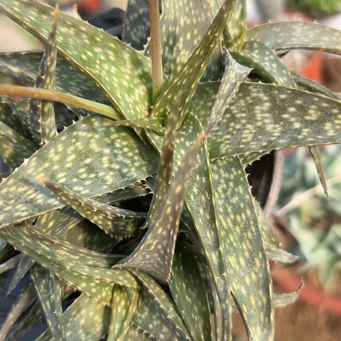 杜呃呃呃呃呃呃呃呃呃