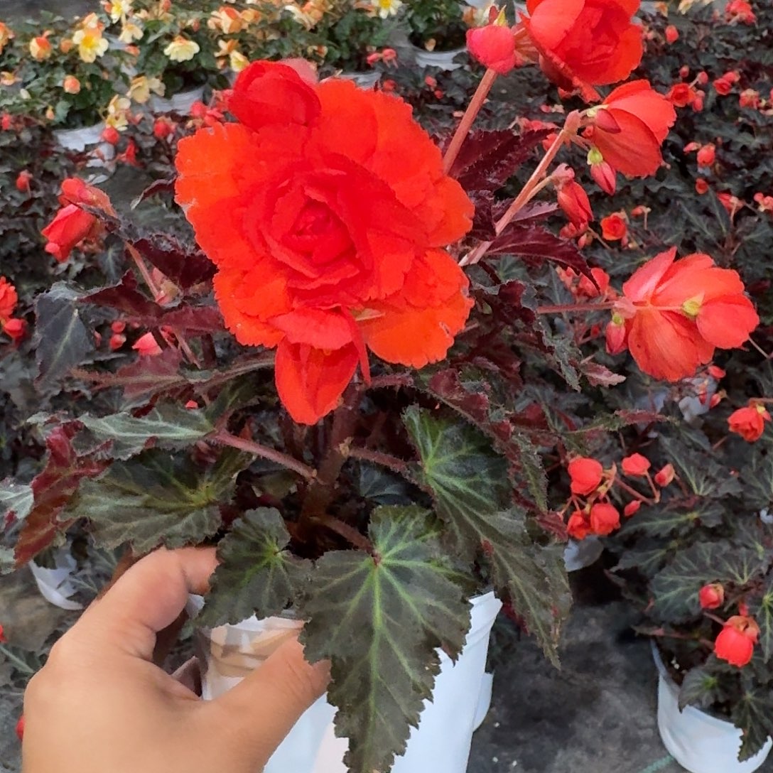 进口一代珊瑚红 求根海棠