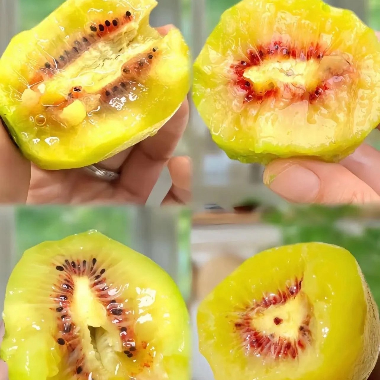 贵州六盘水红心猕猴桃新鲜应季奇异果