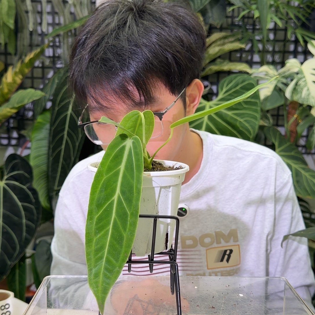 完全开放I38 火鹤后
