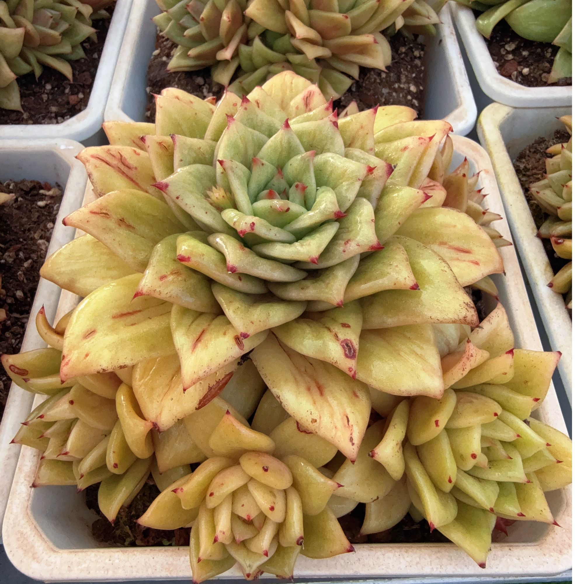 180#6头起大蔷薇玛利亚锦（17-19cm）脱土