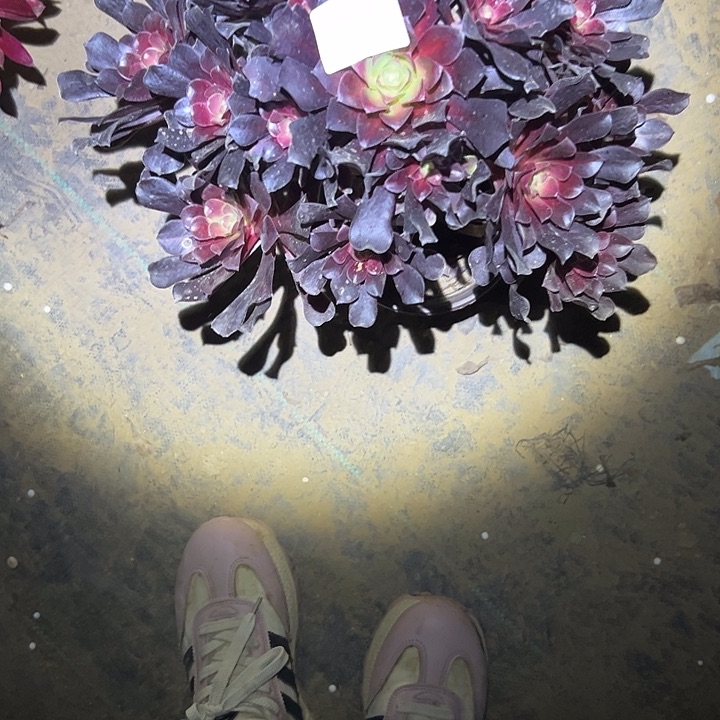 法师链接一物一拍8