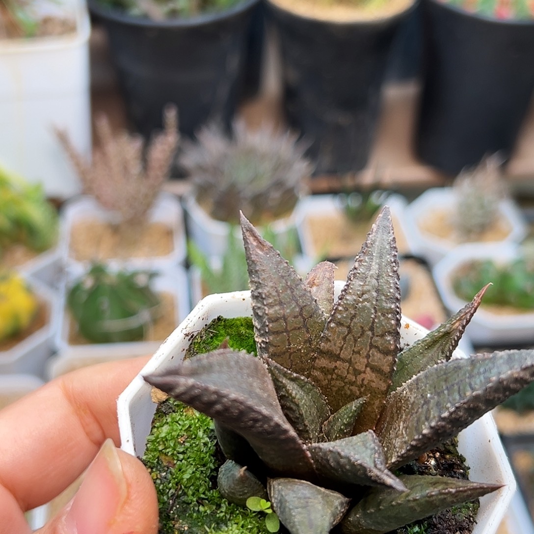 龙王，黑王龙鳞杂交