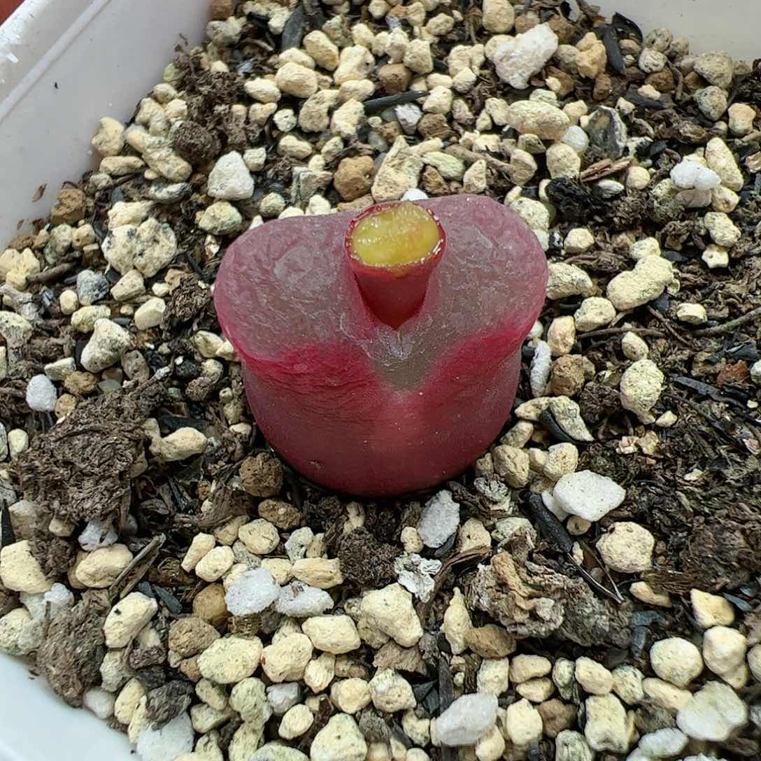 【闪购商品】106 疑似