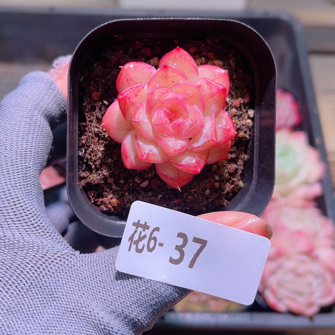 花06-37新品单头