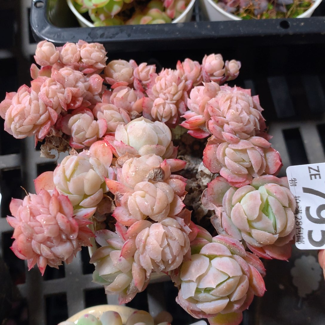 5CM拇指盆精控多肉ZE795