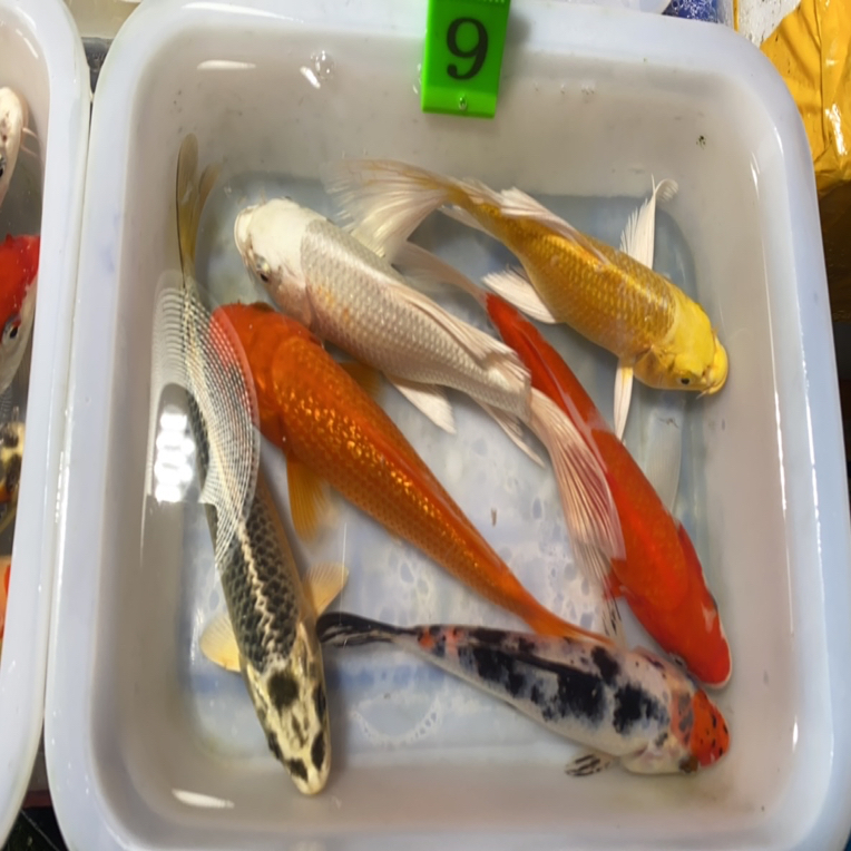 绿牌9号专拍，可自由挑选品种，锦鲤活鱼观赏鱼冷水鱼好养耐活淡水