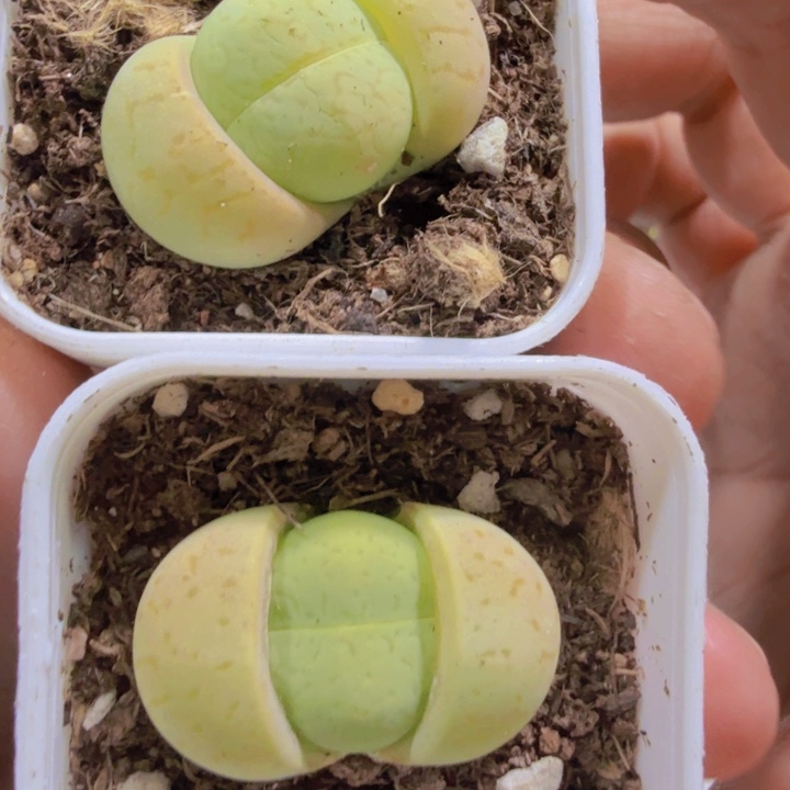 绿大白王炸一颗福利