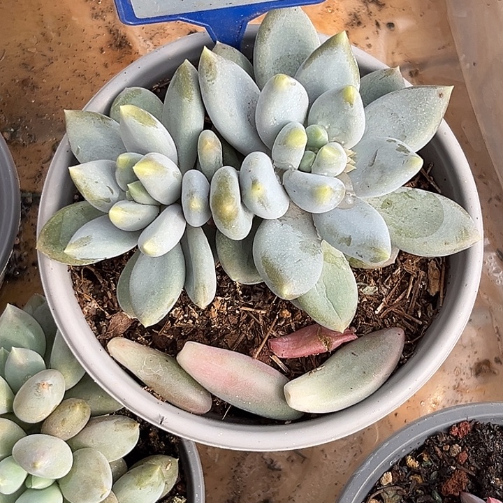 多肉植物胖体哥特107