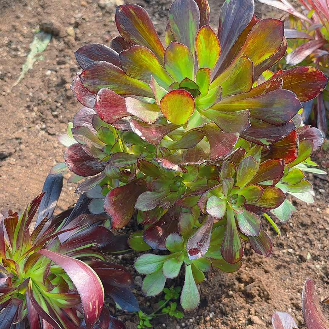 花无缺手捧多肉植物