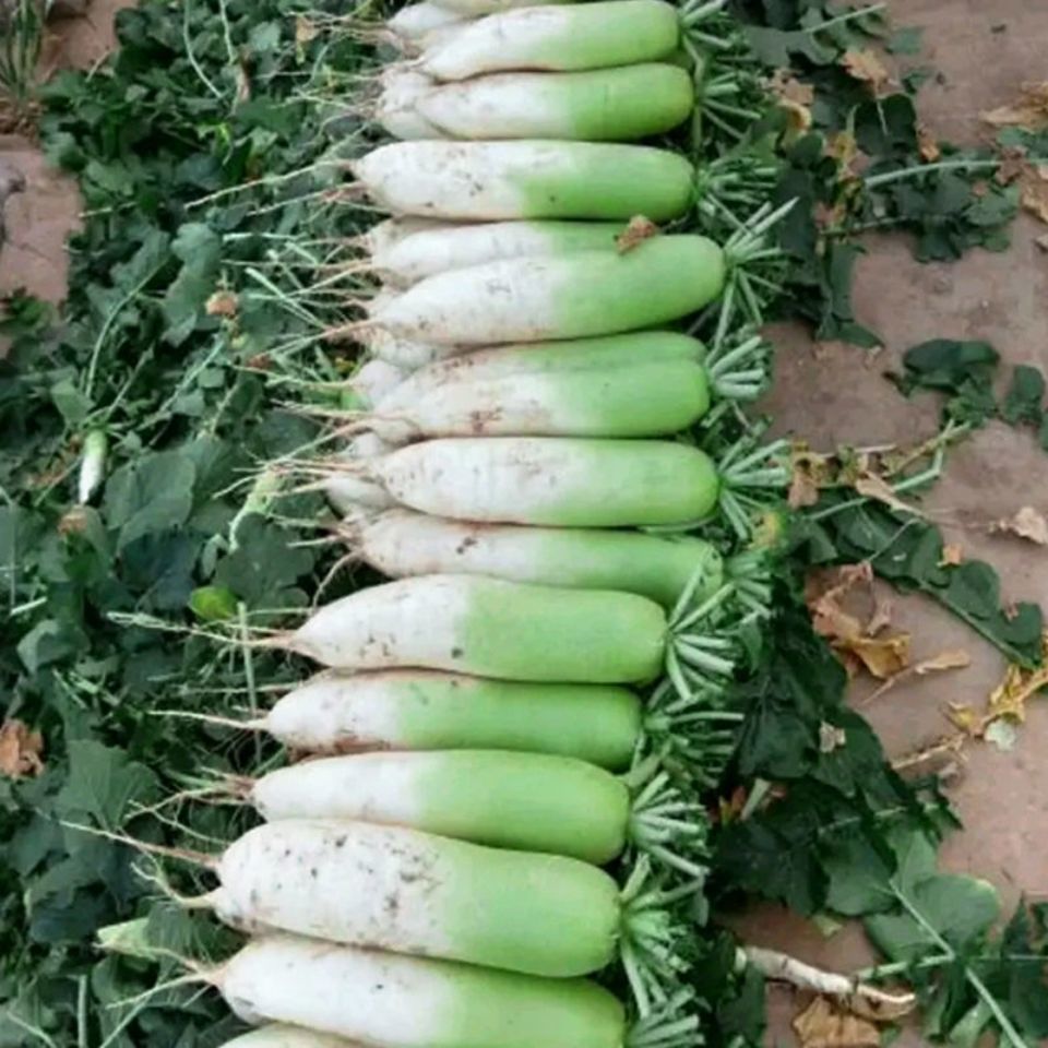 云南高山 露头青萝卜皮薄肉多超甜绿色蔬菜