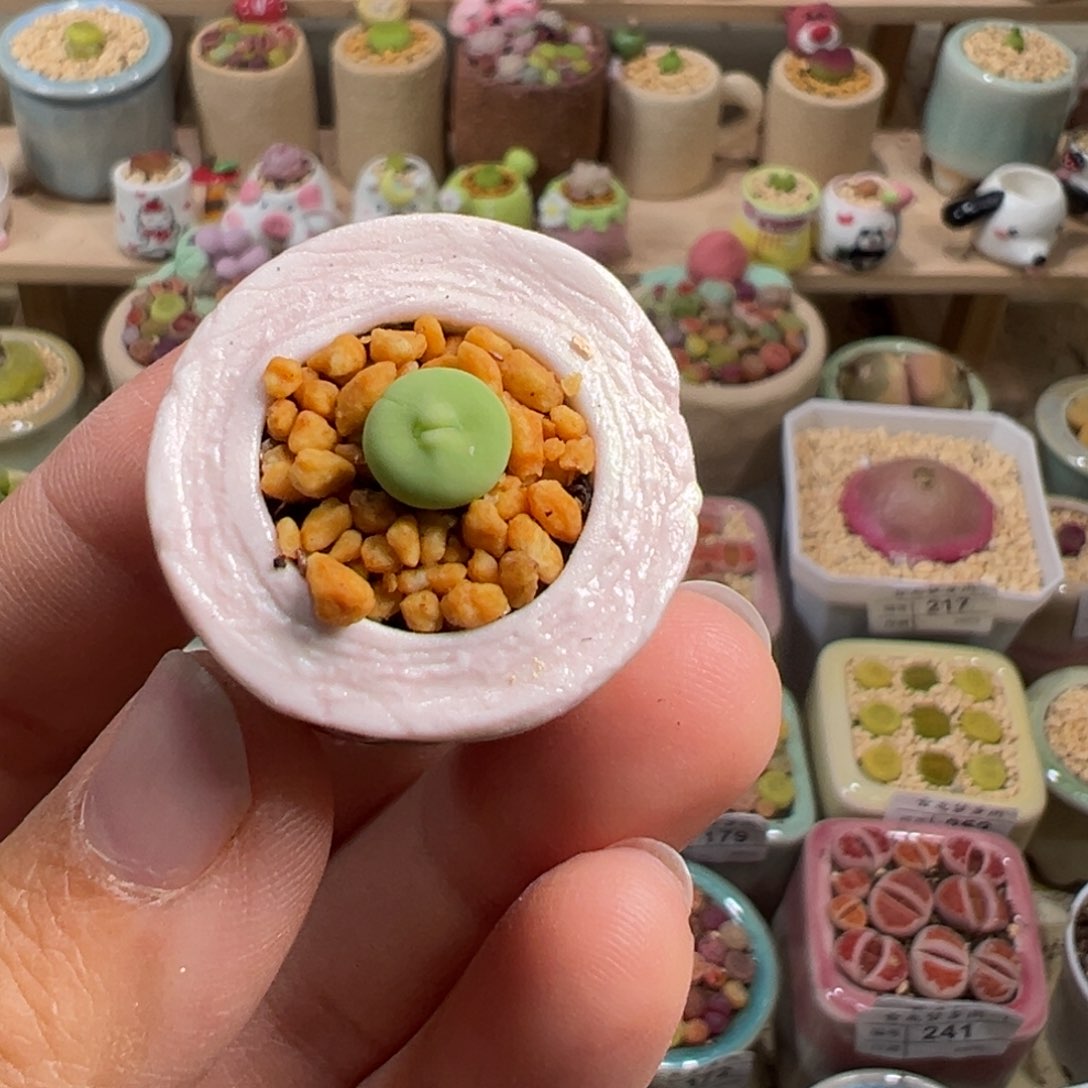 多肉植物5号拇指盆