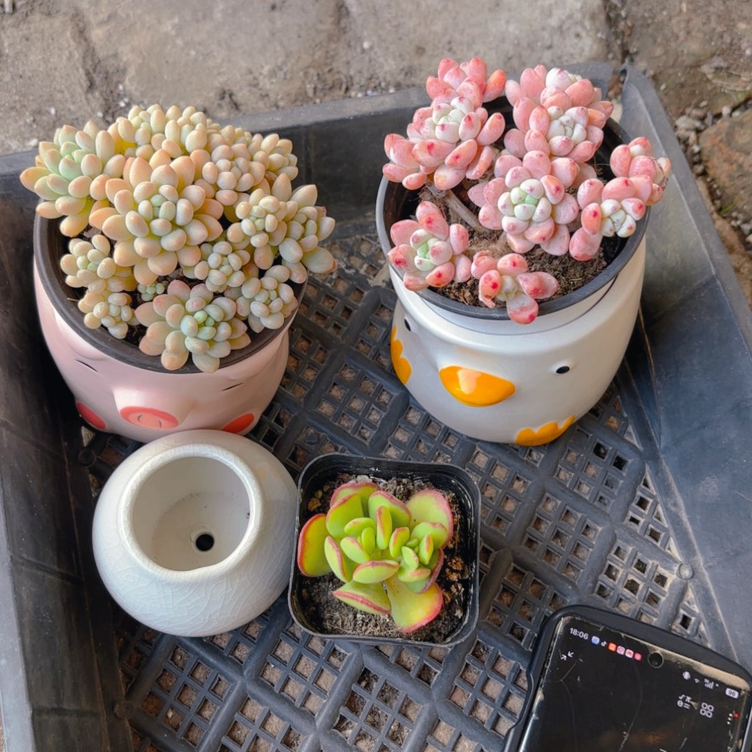 黎***s三颗加三个盆盆盆盆盆盆盆