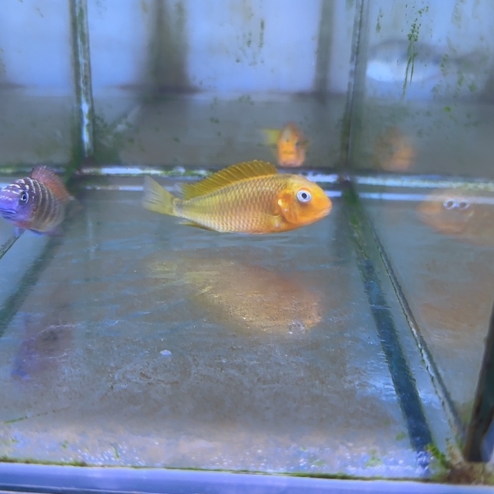 ，***湖慈鲷鱼265号两条11111