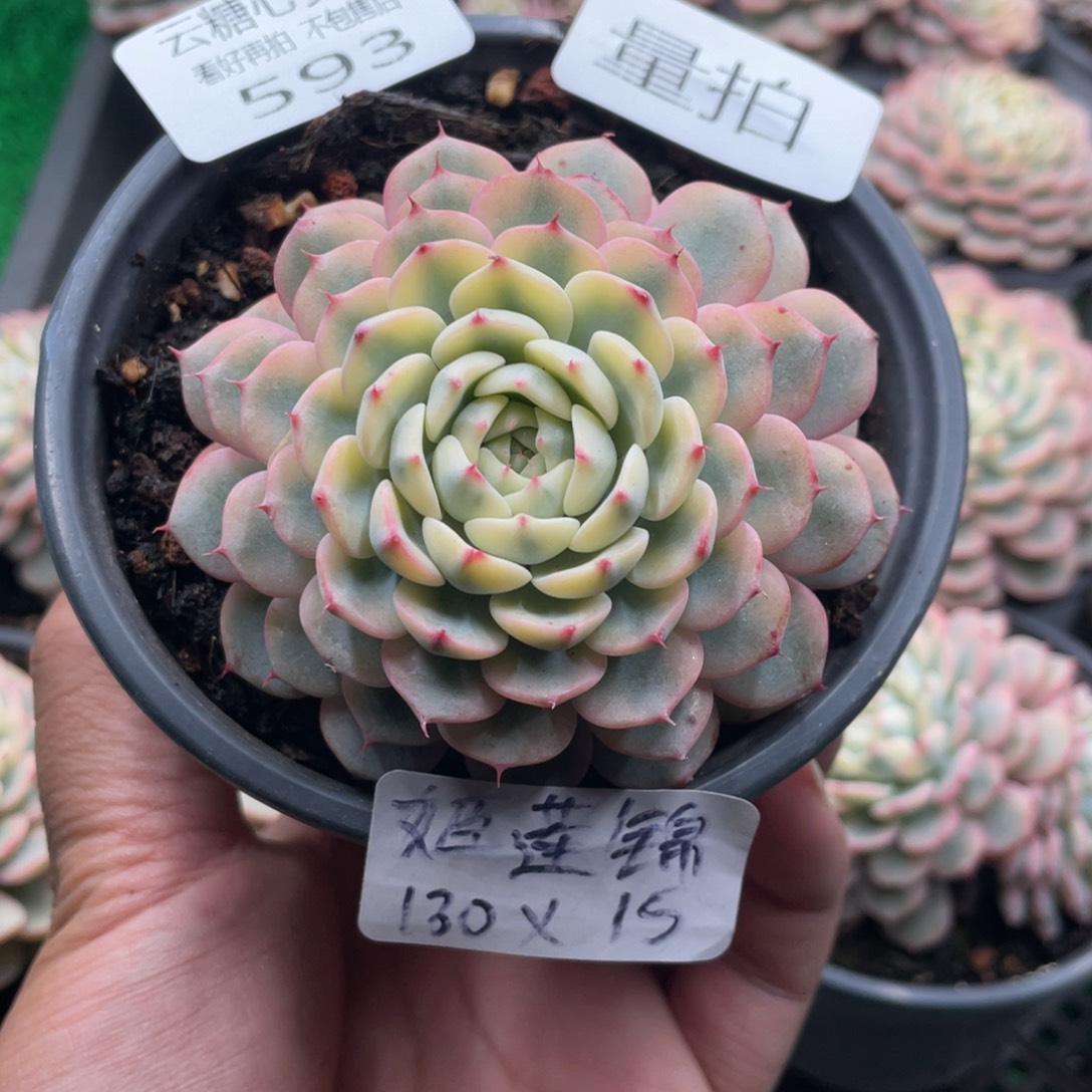 云糖心多肉植物593