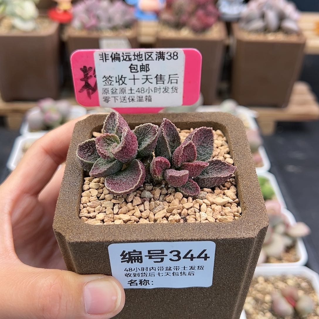 J****姜344火凤凰多肉植物