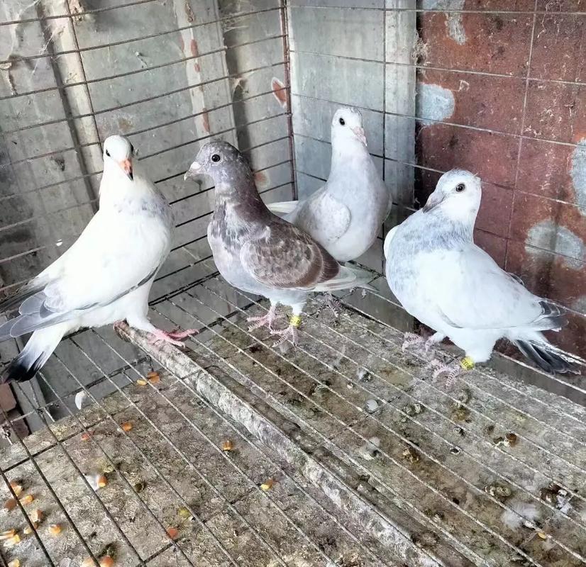 信鸽青年种鸽元宝鸽圆环鸽子肉鸽一对包邮观赏鸽子