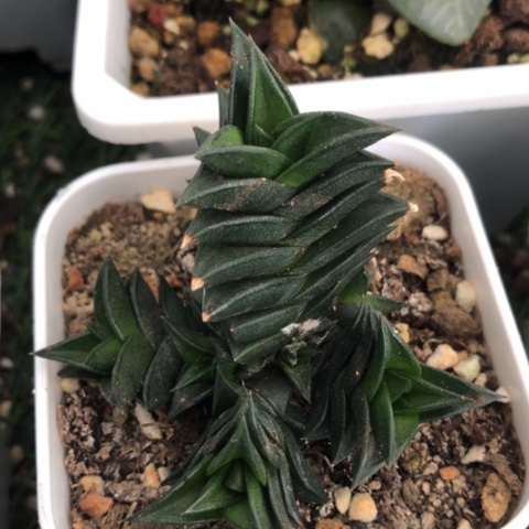 顿叶龙城母本硬叶