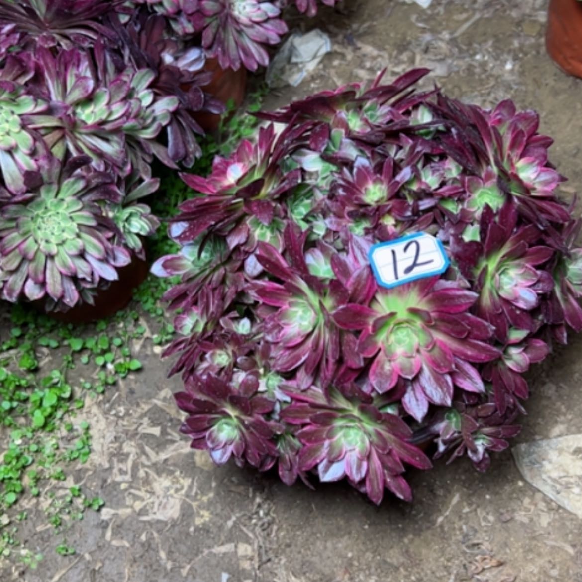 【闪购商品】多肉植物安娜12