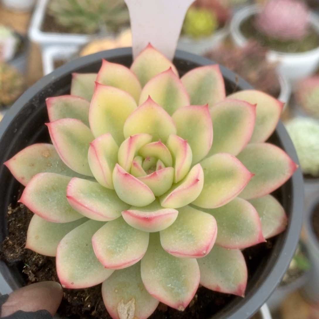 512雨燕座锦锦锦锦锦锦