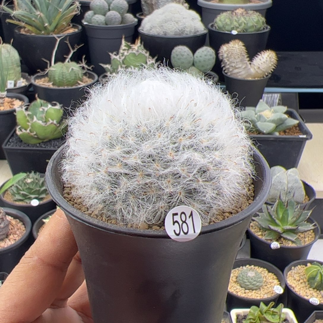 白云高沙毛毛球一物一拍