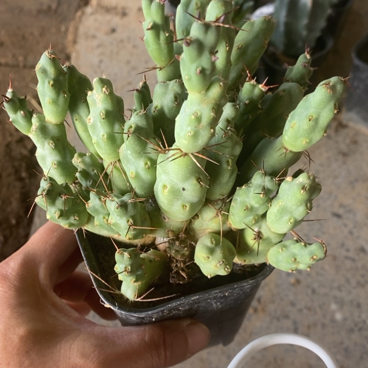 橙花团扇一盆包邮