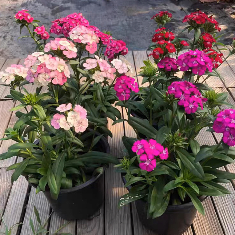 霹雳石竹盆栽 绣球石竹 耐寒耐冻 露天花卉 窗台庭院植物四季开花
