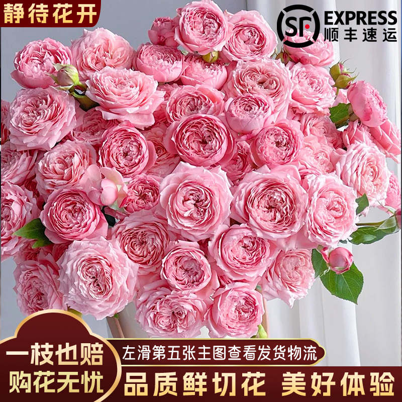 【静待花开】朱丽叶塔-稀有多头玫瑰 云南鲜花斗南花卉基地顺丰包邮