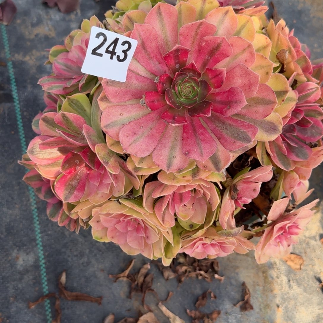 243雨河福利多肉植物俄经济