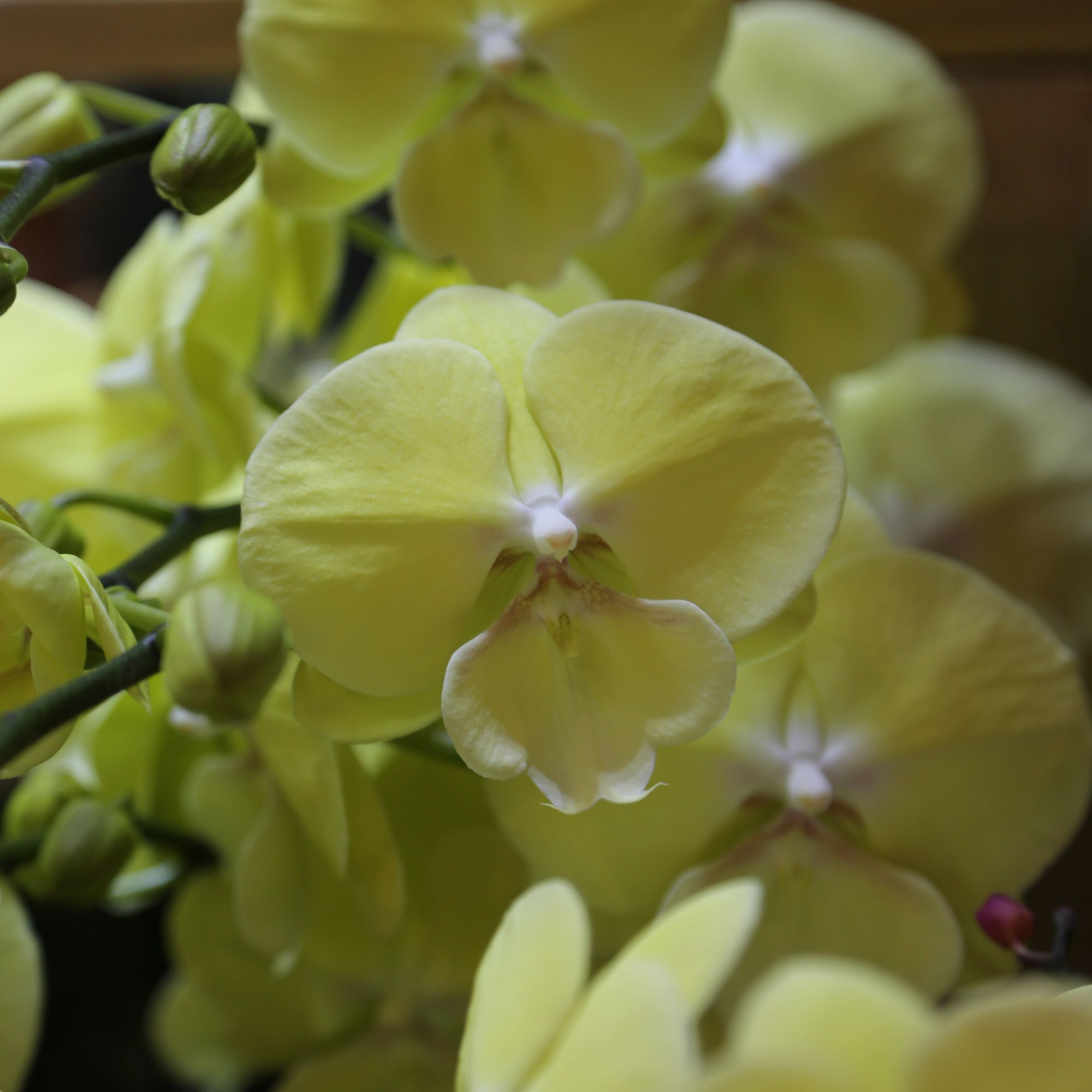 小余歌 蝴蝶兰（一物一拍 598链接）直播间所见所得下单链接