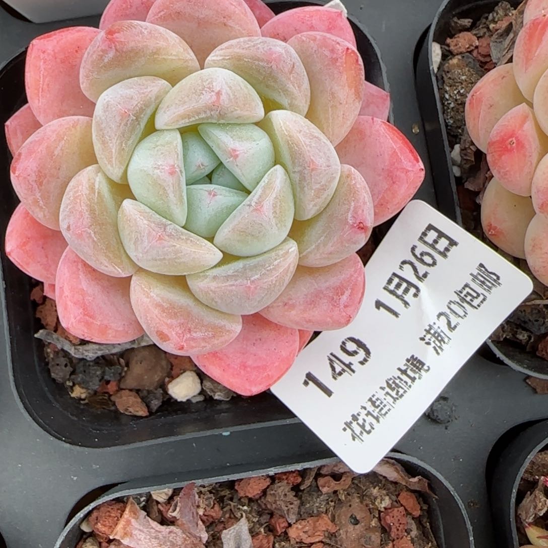 花语逸镜0126-149