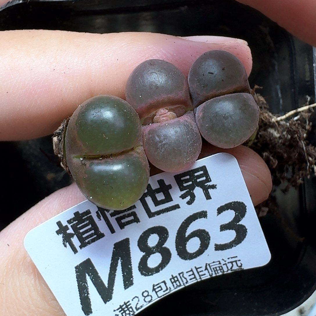 多肉植物的人生历程gy