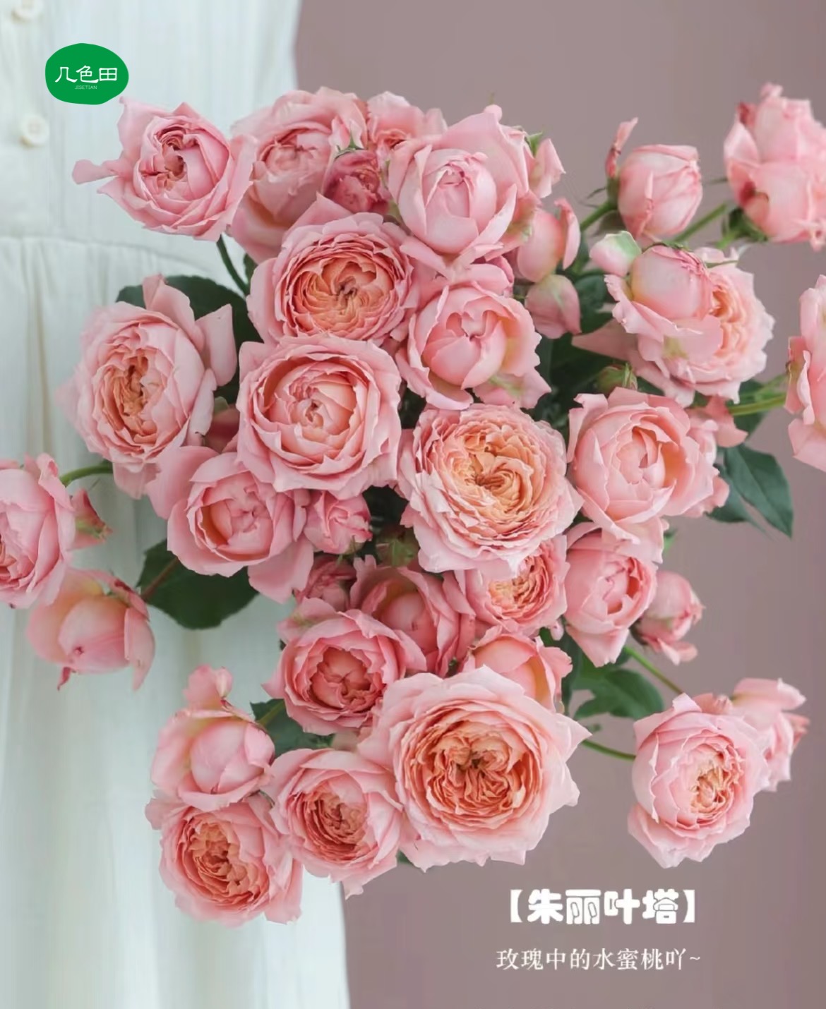 朱丽叶塔—多头玫瑰云南直发鲜花云南花插花鲜花