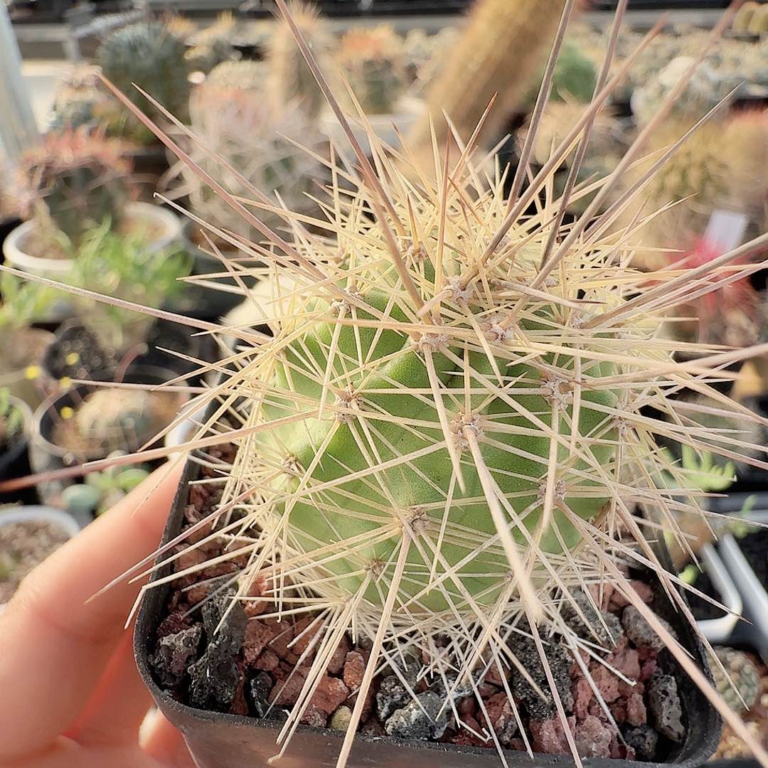 密***呢实生长刺海虾脱土发货