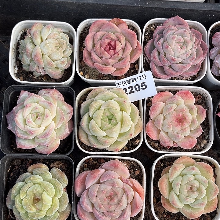 阿雅园艺。      2205九颗