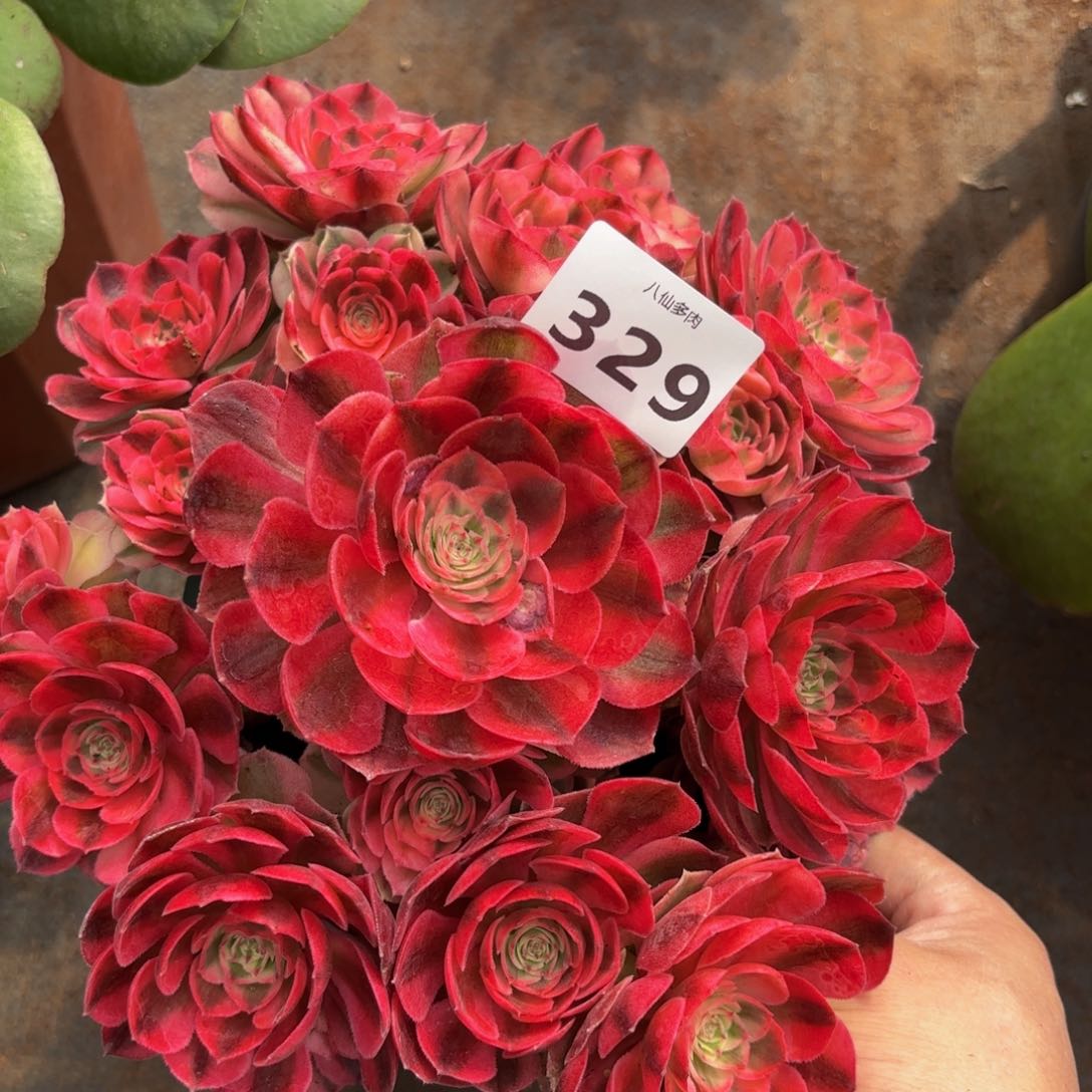 329多肉植物倾城