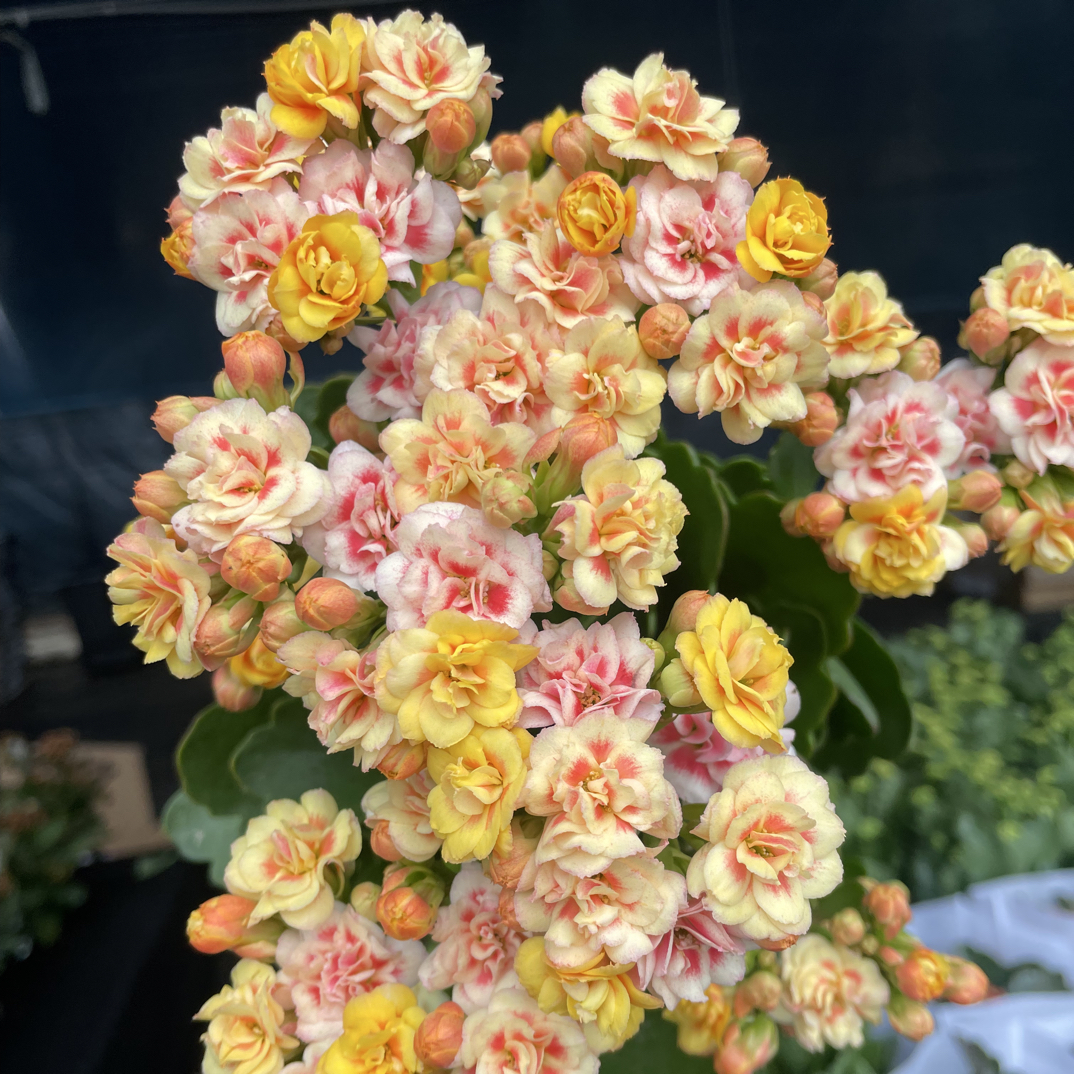 漫卷流光：精品长寿（烂叶黄叶断个别花苞不售后，介意勿拍）