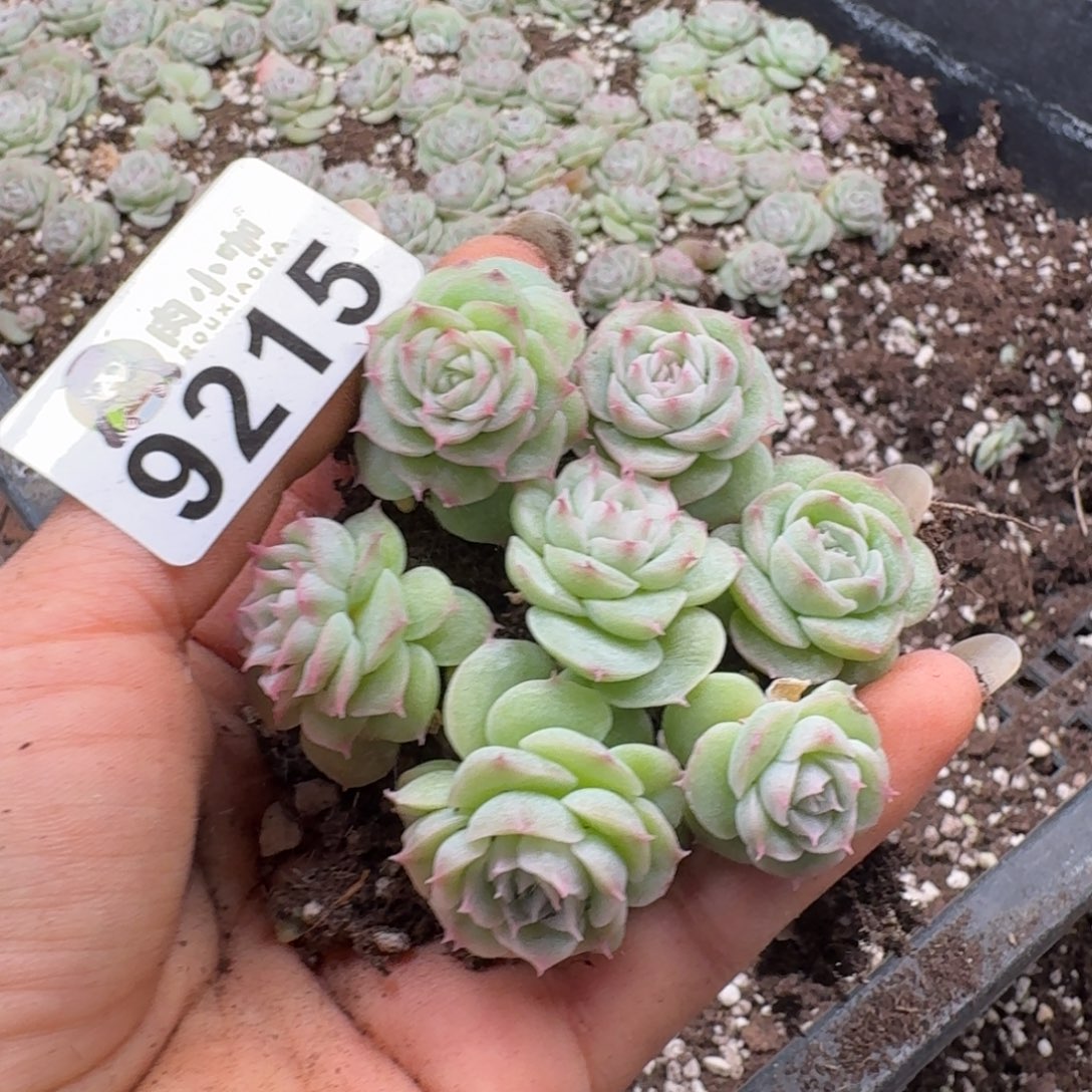 多肉植物多肉植物