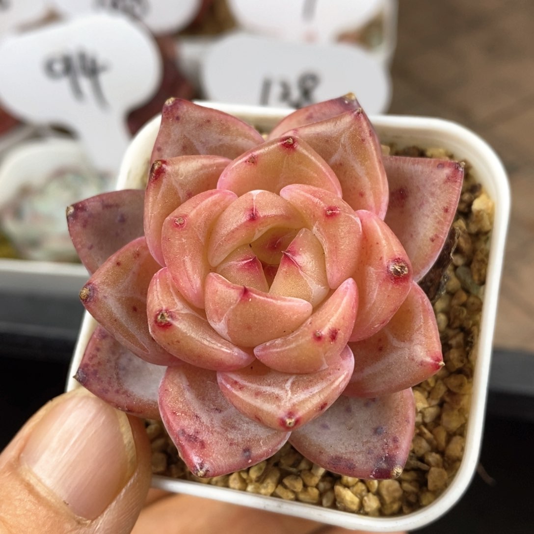 精品多肉一物一拍125