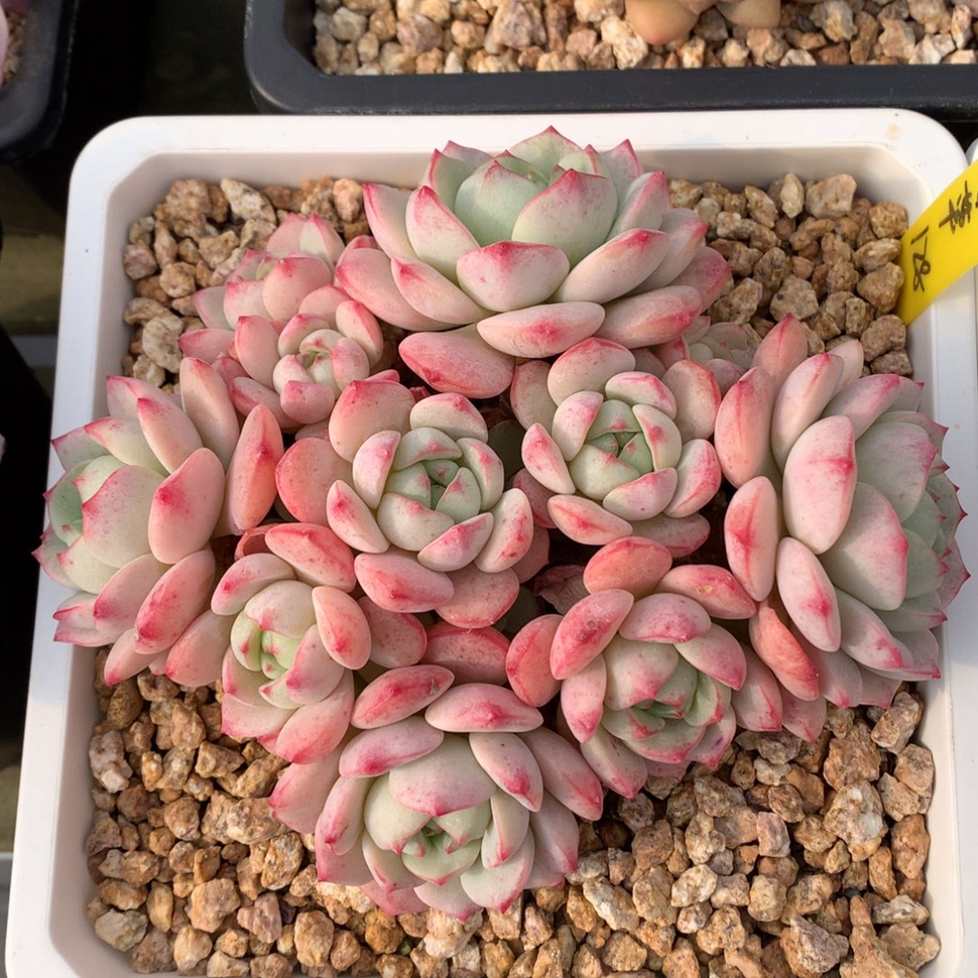 香草 群 多头 一颗   