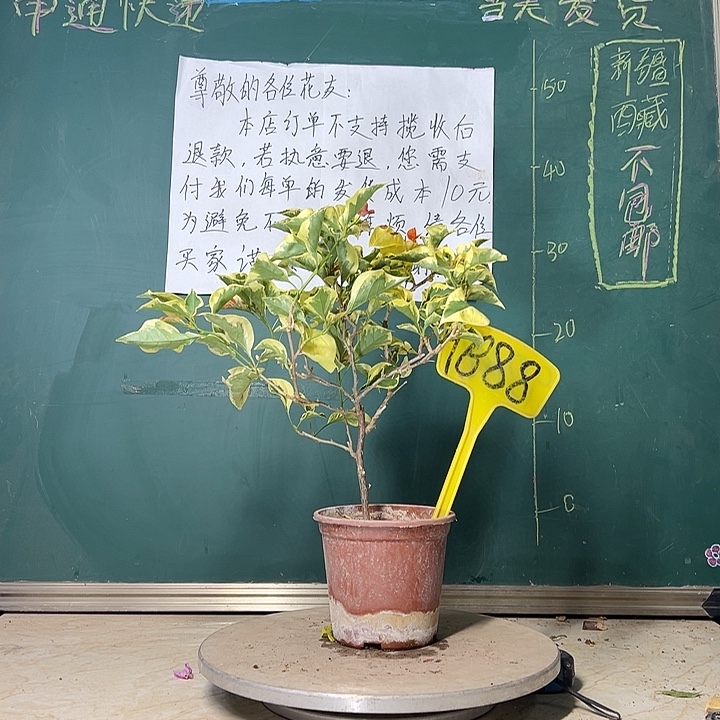 当前无花栽培后可以开花 橙冰  9888