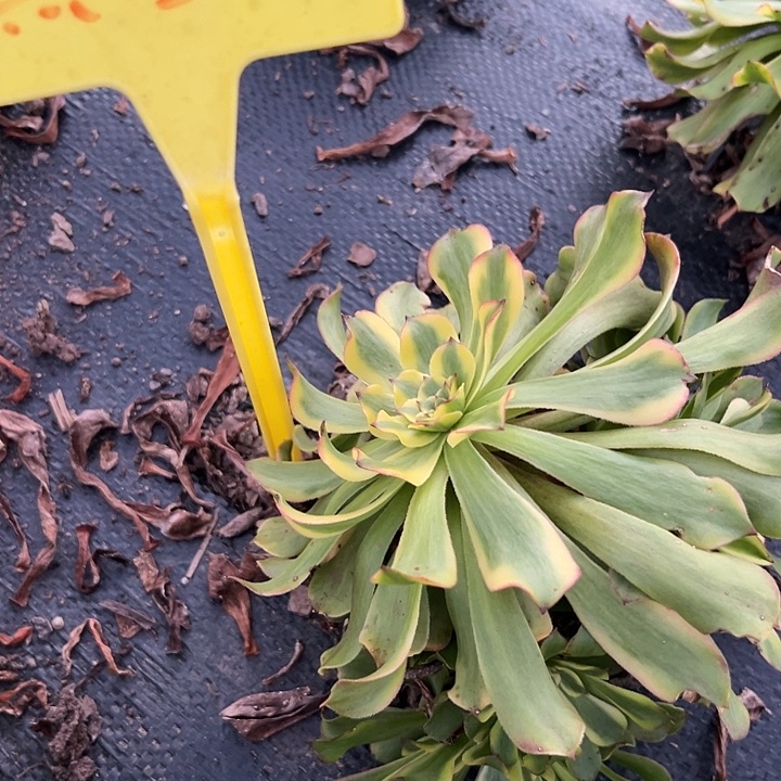 黛玉法师锦好好看呀